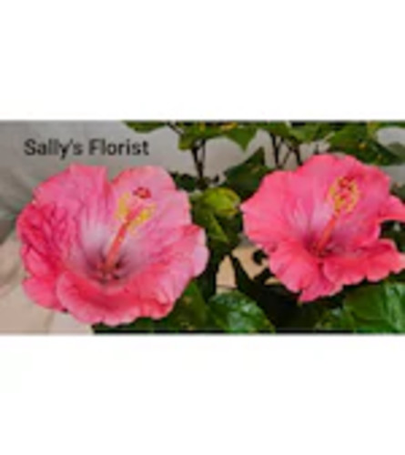Pink Hibiscus - Deluxe. An arrangement by Jimmy's Flower Shop.