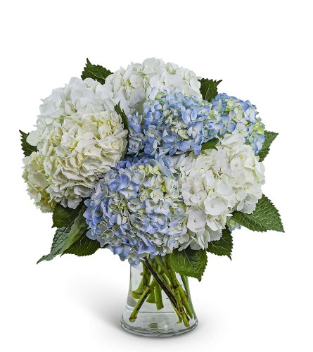 Lovely Lush Hydrangea. An arrangement by The Flower Shop of Lake Charles.