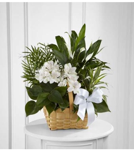 Peace and Serenity Dishgarden. An arrangement by Sueppel's Flowers.