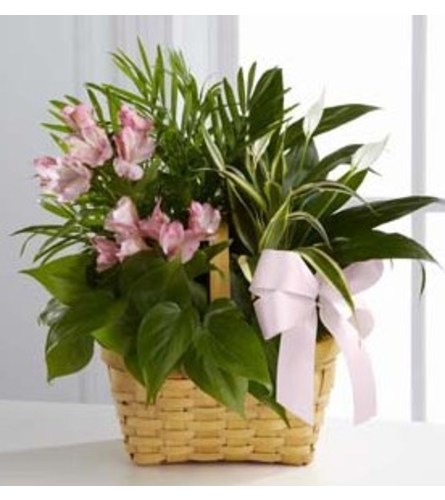 Living Spirit Dishgarden. An arrangement by Sueppel's Flowers.