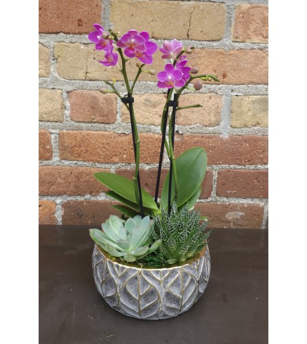 'By Design' Succulent Orchid Garden. An arrangement by Flowers By Design.