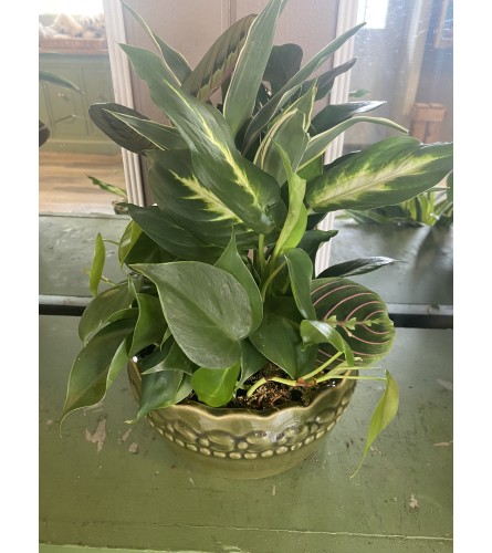 Assorted Green Plant Dish Garden. An arrangement by Selden Florist.