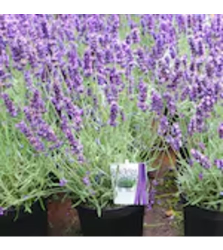 Sally's Lavender Wrapped Plant - Deluxe. An arrangement by Jimmy's Flower Shop.