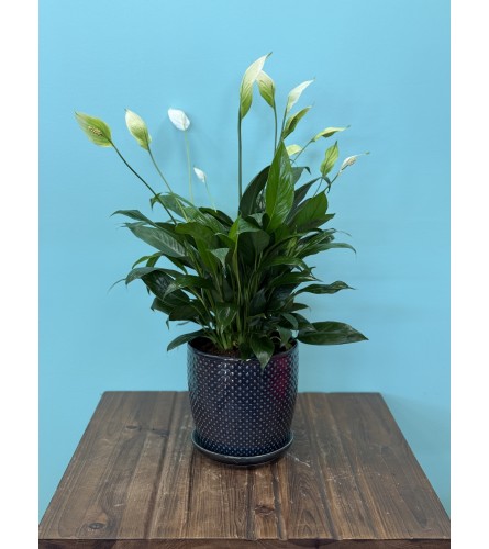 Premium Peace Lily - Deluxe. An arrangement by Petals and Co..