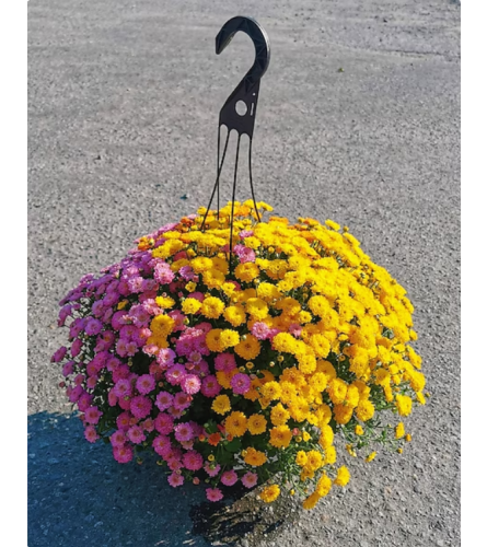 Sally's Fall Chrysanthemums Plant. An arrangement by Triple A Florist.