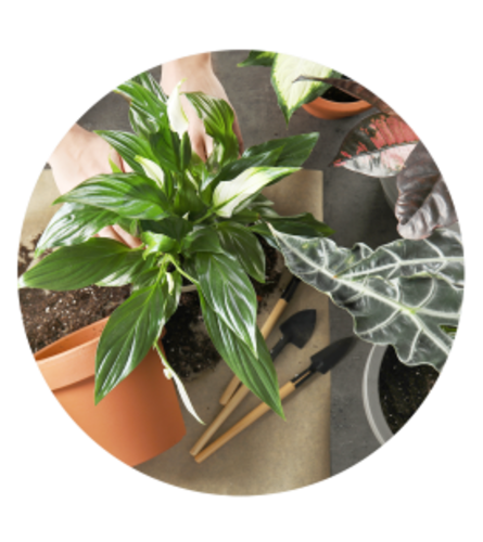 Florist Choice Plant for Holiday. An arrangement by Colonial Gardens Florist And Greenhouses.