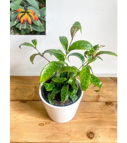 Aeschynanthus longicaulis (Lipstick Plant) 'Black Pagoda' - 4. An arrangement by Mayfield Flowers.
