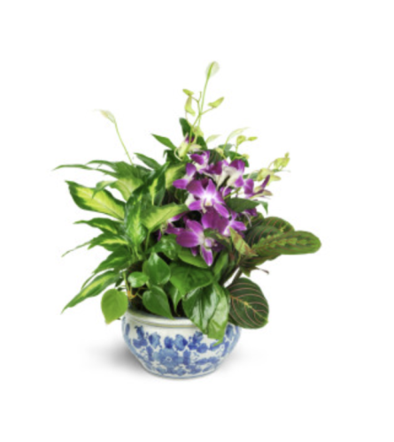 Memory Planter - Deluxe. An arrangement by Selden Florist.