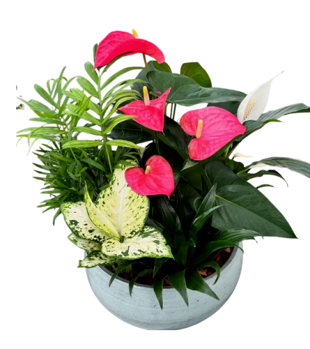Blue Touch Tropical Planter. An arrangement by The Garden Gate Gifts and Florals.