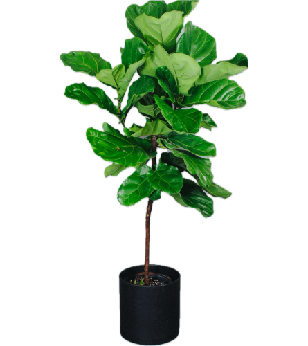 Ficus Lyrata -Fig House Plant. An arrangement by Floral Lady Design Studio LLC.