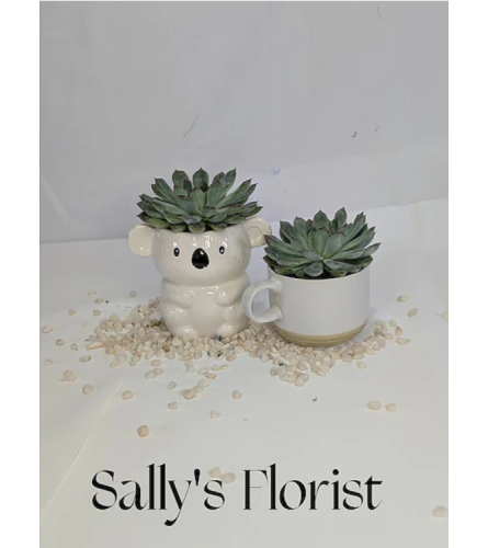 Sally's Designer Choice Mini Container Collection. An arrangement by Jimmy's Flower Shop.