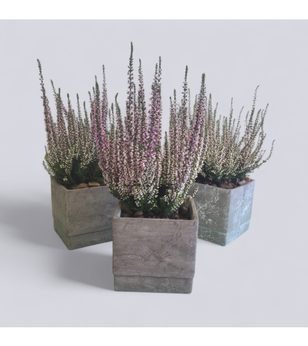 Potted Heather. An arrangement by Flower Trends Florists.