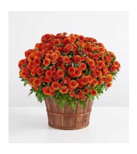 FALL MUM PLANT - Deluxe. An arrangement by J.D. Ballantine's Flowers and Gifts.