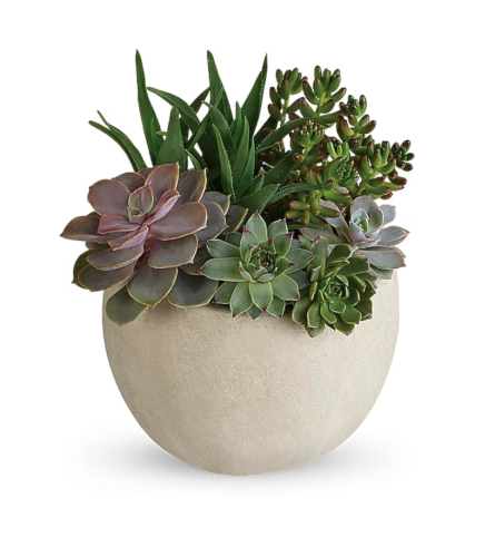 Desert Beauty Succulent Garden. An arrangement by Triple A Florist.