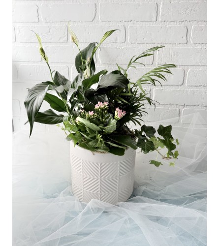 White ceramic Dish Garden - Standard. An arrangement by Brooklin Floral and Garden Shoppe Inc..