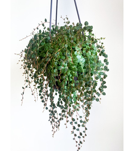 Peperomia prostrata (String of Turtles) - 6 Hanging Basket. An arrangement by Mayfield Flowers.
