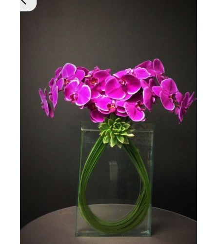 Phalaenopsis and Succulents Unique. An arrangement by Brickell Ave Florist.