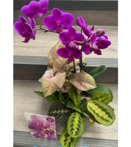 Fellows Tough Lady - Deluxe. An arrangement by Fellows Fernlea Flowers.