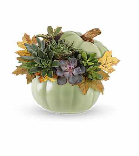Succulent Pumpkin. An arrangement by Flore's Shop.