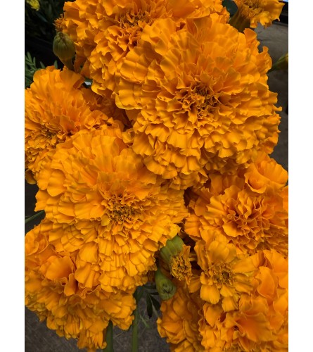 Vibrant Marigold Mix - Deluxe. An arrangement by Commerce Flowers.