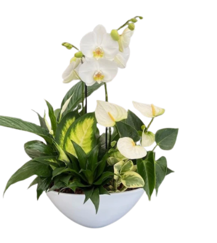 Giant white planter with Orchid - Standard. An arrangement by Nicol Florist.
