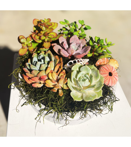 Succulents By The Sea. An arrangement by Shell Beach Floral Design.