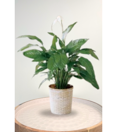 Lush Peace lily - Standard. An arrangement by Blossoms On The Trail.