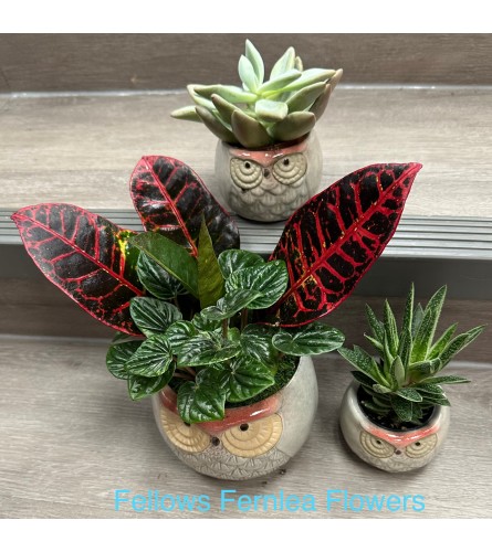 Woodland Owl Family - Deluxe. An arrangement by Fellows Fernlea Flowers.