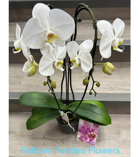 Double White Waterfall Orchid - Deluxe. An arrangement by Fellows Fernlea Flowers.