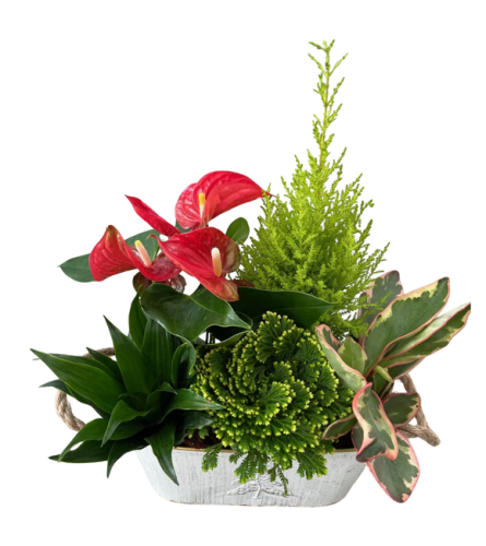 Christmas white Oval Tin Planter - Standard. An arrangement by Nicol Florist.