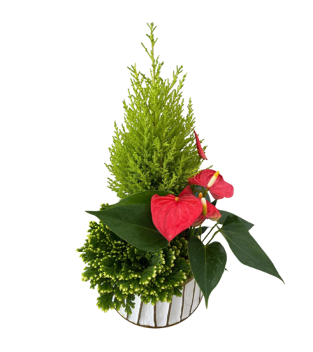 Christmas White Gold Stripe Tropical - Standard. An arrangement by Nicol Florist.