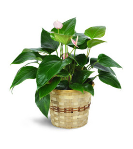 Pink Anthurium Plant with basket. An arrangement by Jeff's Flowers.