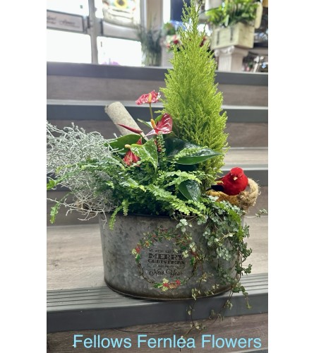 Crimson and Cypress Cheer Planter. An arrangement by Fellows Fernlea Flowers.