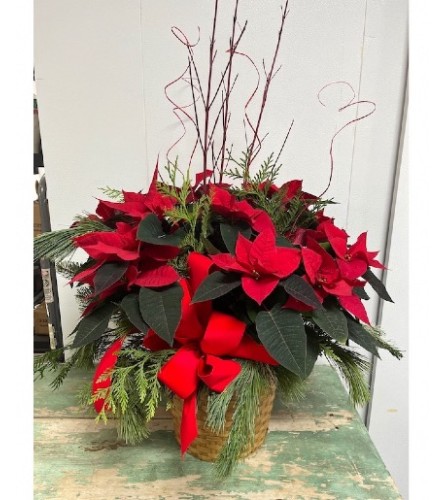 All Dressed Red poitsetia. An arrangement by Aurora Greenhouse.