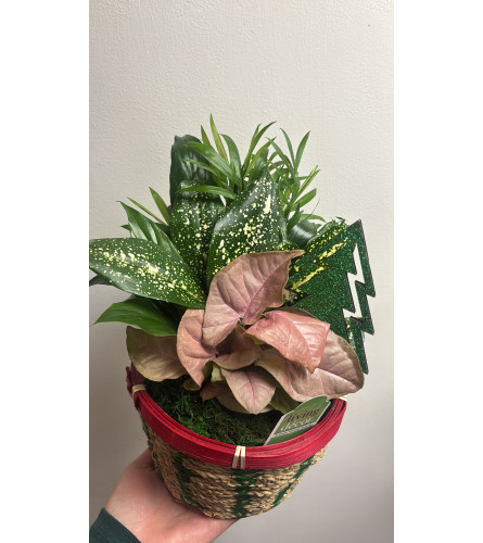 Winter garden. An arrangement by Floreria Aurora.