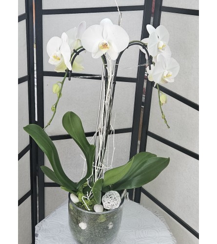 Exclusive Orchid Plant - Deluxe. An arrangement by Brickell Exclusive Blooms.