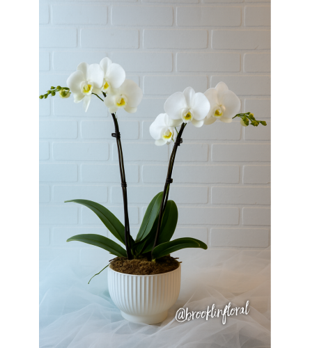 Elegant Orchid Garden in White. An arrangement by Brooklin Floral and Garden Shoppe Inc..
