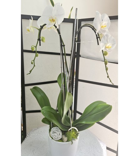 Classic Orchid Plant. An arrangement by Brickell Exclusive Blooms.