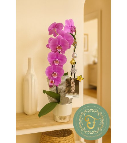Purple Waterfall Orchid Plant with Holiday Lights. An arrangement by Anderson Flowers.