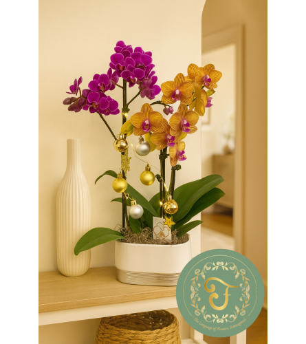 Duo-Delight Orchid Garden with Lights - Purple and Orange. An arrangement by Roma James Gifts.