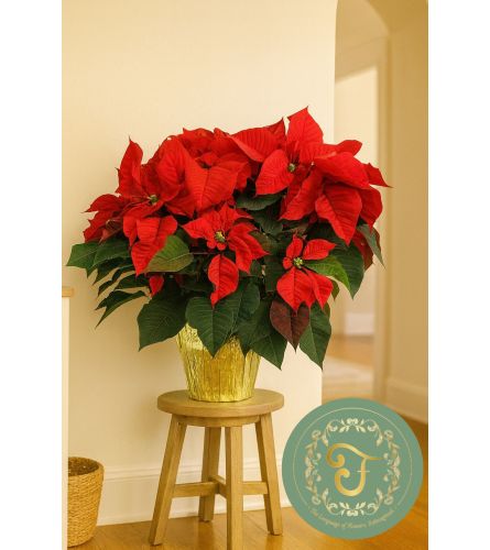 Red Poinsettia Planter (3 sizes) - Deluxe. An arrangement by Anderson Flowers.
