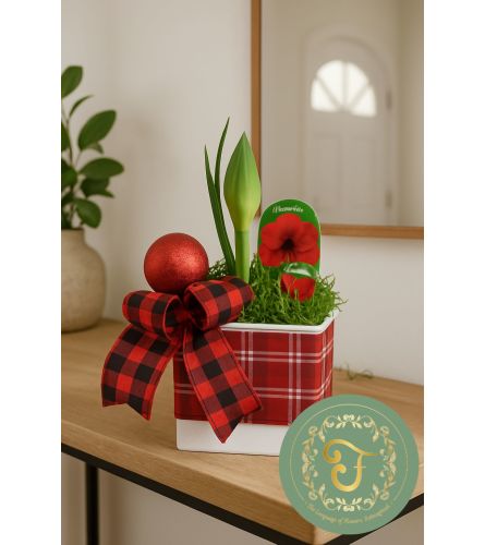Red Amaryllis Planter (watch me grow and bloom!) - Standard. An arrangement by Floratechnics.