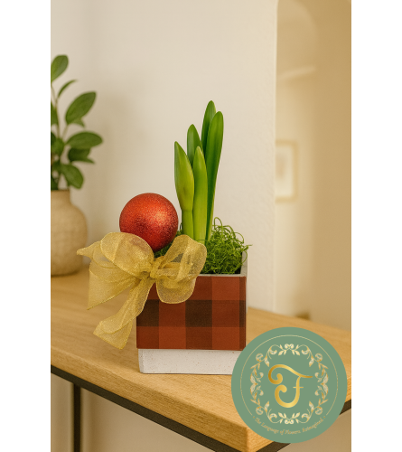 White Amaryllis Planter (watch me grow and bloom!). An arrangement by Roma James Gifts.