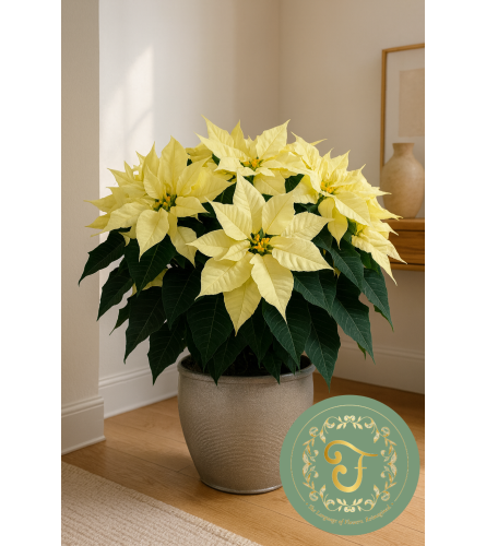 12 Premium White Poinsettia Plant. An arrangement by Roma James Gifts.