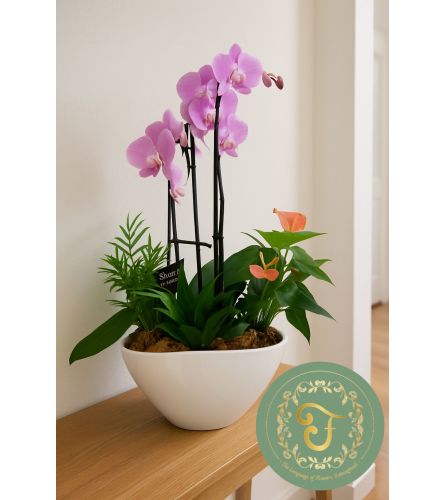 Eileen Orchid Planter. An arrangement by Lori's Hearts and Flowers.
