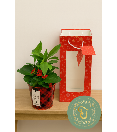 Pinery Garden in Tin with Gift Bag. An arrangement by Anderson Flowers.