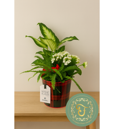 Tartan Plaid Tin Planter - White Flowering Plant. An arrangement by Roma James Gifts.