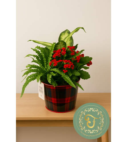 Tartan Plaid Tin Planter - Red Flowering Plant. An arrangement by Roma James Gifts.