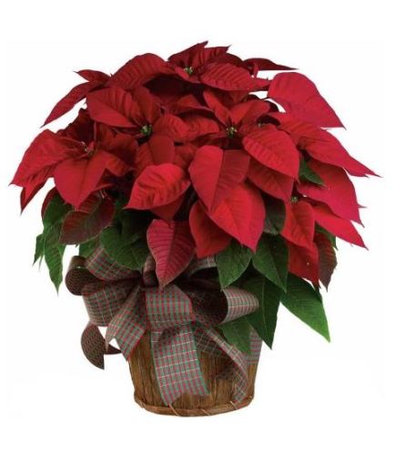 Winter Warmth Poinsettia. An arrangement by Ada's Flowers.