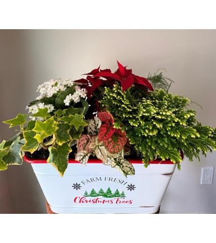 Holly Jolly Holiday Tin. An arrangement by Linda's Floral Designs.